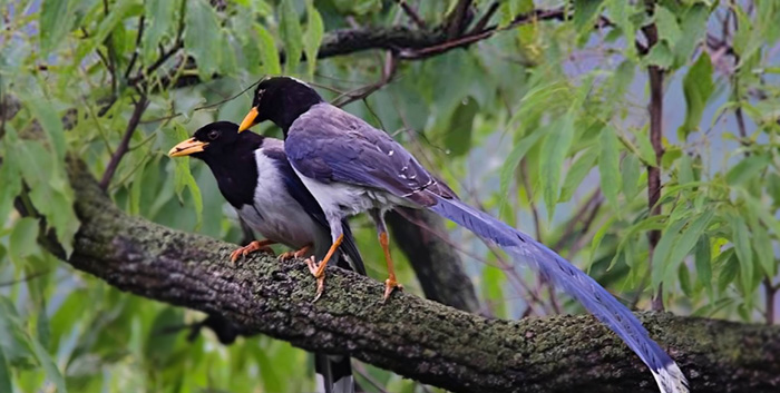 8 Days Bhutan Bird Watching Tour to Phobjikha Valley