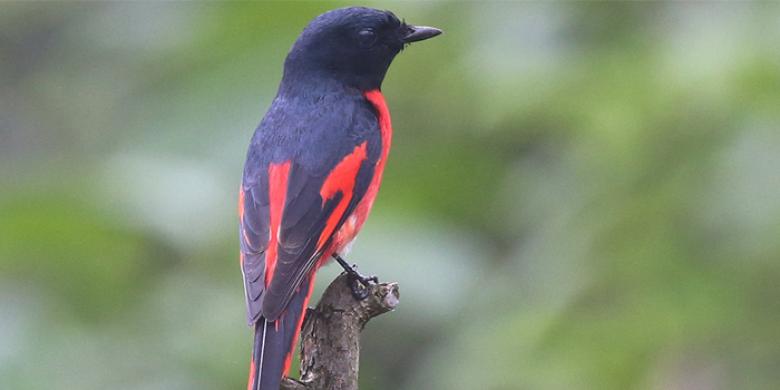 15 Days Classic Bhutan Bird Watching Tour
