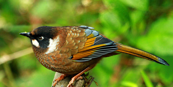 19 Days Far East Bhutan Bird Watching Adventure