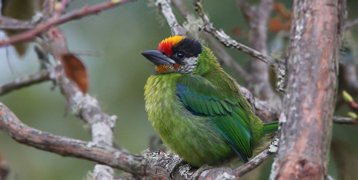 16 Days In-Depth Central Bhutan Bird Watching Tour