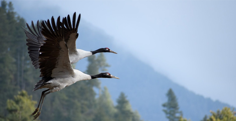 Black-necked cranes in Bhutan