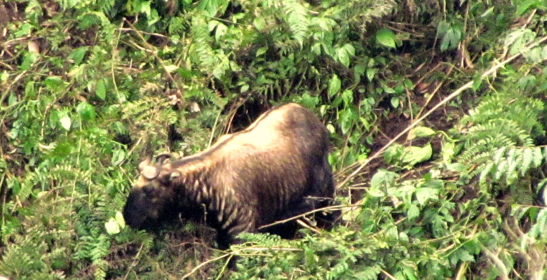 Bhutan's National Animal Takin