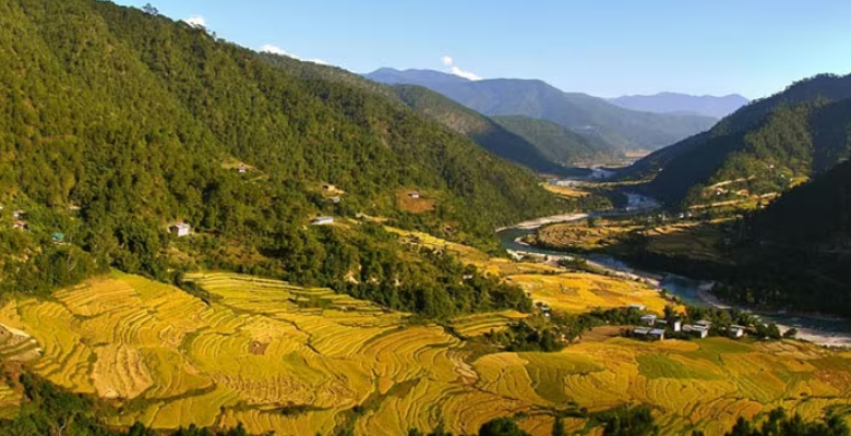 Golden-yellow terraced rice fields