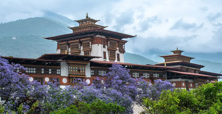 Punakha Dzong with blooming Jacaranda trees