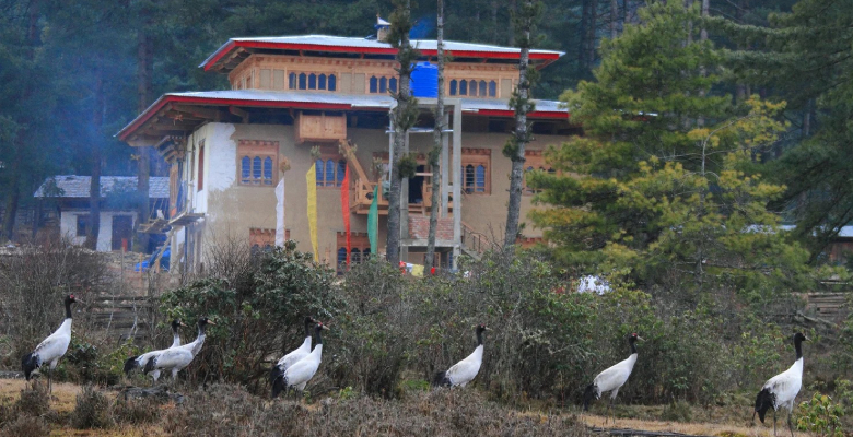 Black-Necked Crane Information Center