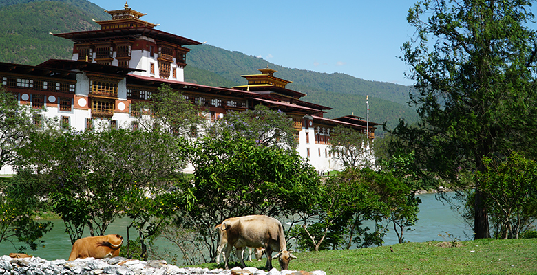 Visit Punakha Dzong